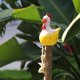 thumbnail image 4 of Pollo colgante con ojos grandes, decoraciones tontas de pollo., 4 of 6