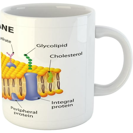 

Science Mug Detailed Diagram of Membrane Cell Structure Types of Protein Molecules Ceramic Coffee Mug Cup for Water Tea Drinks 11 oz Yellow Blue Green