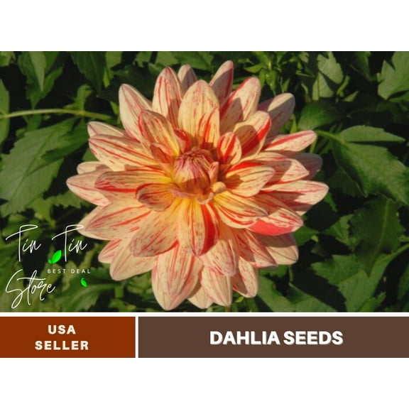 40  Rare Seeds-Awe Shucks Dahlia Seeds-#D007-Authentic Seeds-Flowers-Seeds-Rose seeds-Herb seeds-Vegetable Seeds-Mix Seeds for Plant- B3G1