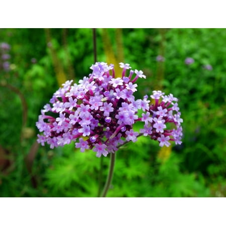 Verbena Blossom - LAMINATED POSTER Blossom Flower Verbena Bloom Argentine Vervain Poster Print 24 x 36