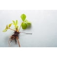 thumbnail image 2 of (Best) Jewel Strawberry Plants - Bare Root Plants to Grow Strawberries - Ready to Ship - No Ship to California (5 Strawberry Plants), 2 of 3