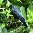 thumbnail image 3 of Realistic Crow Handmade Black Feathered Crow For Halloween Decorations Birds, 3 of 5