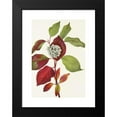 thumbnail image 2 of Mary Vaux Walcott 11x14 Black Modern Framed Museum Art Print Titled - Red-Osier Dogwood. (Cornus Stolonifera) (1925), 2 of 5