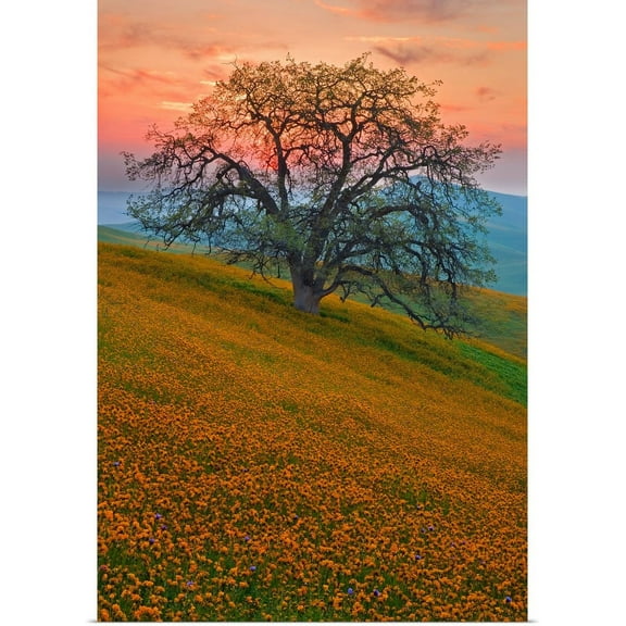 Great BIG Canvas | "Rancheria" Art Print - 20x30