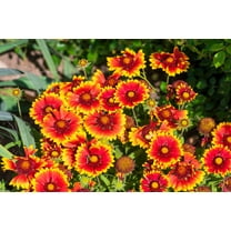 100 Seeds ARIZONA SUN GAILLARDIA Pulchella Indian Blanket Flower Seeds