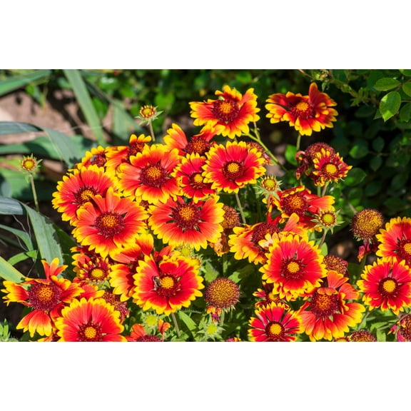 100 Seeds ARIZONA SUN GAILLARDIA Pulchella Indian Blanket Flower Seeds