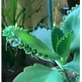 1, Mother of Thousands, Rooted Plant Not Pups, Easy Care House Plant