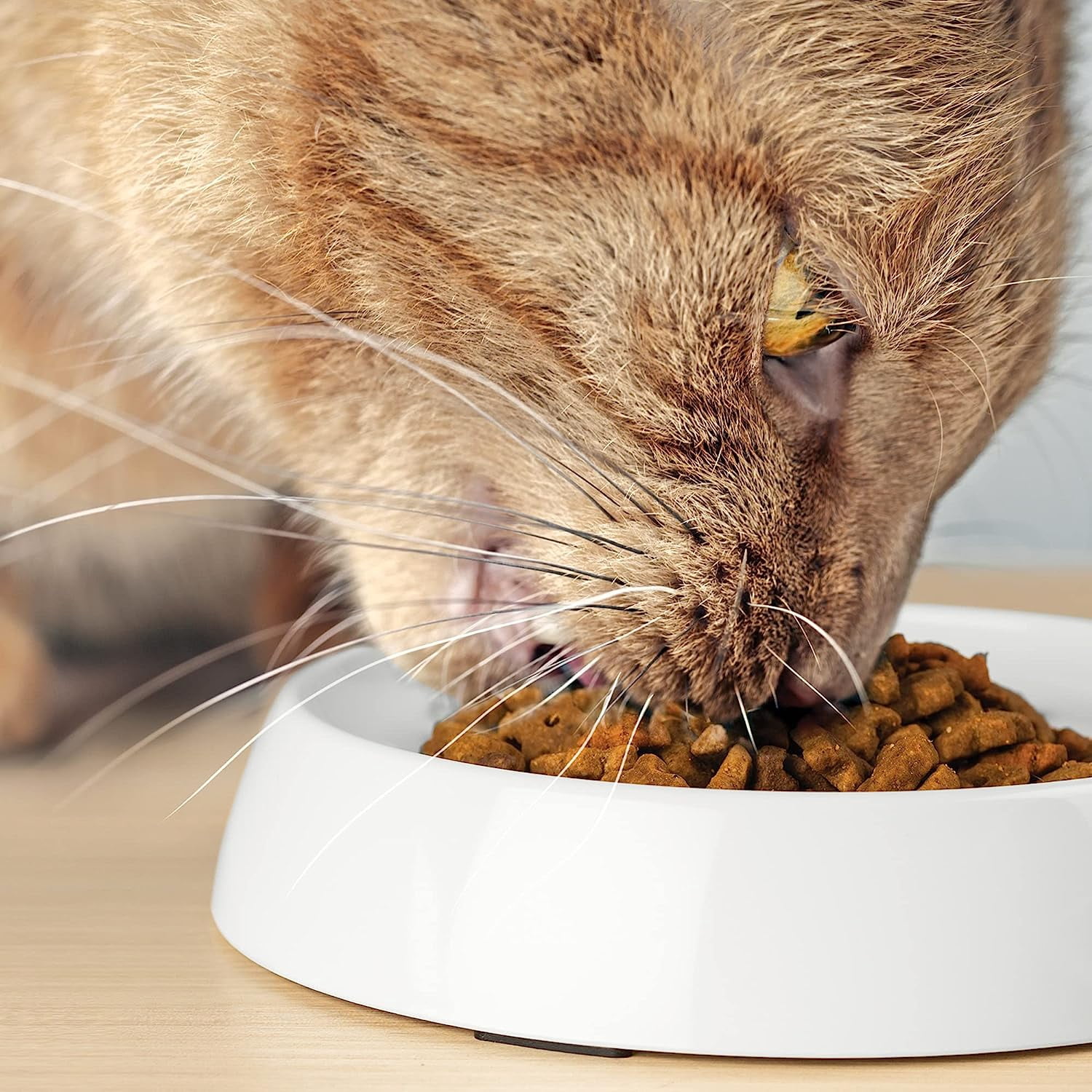 CatGuru Cat Bowls, Whisker Stress Free Cat Food Bowl, Reliefs Whisker Fatigue, Wide Cat Bowl, Non Slip Cat Food Bowls, Shallow Cat Dish, Cat Feeding & Watering Supplies (Marshmallow)