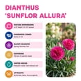 thumbnail image 6 of Better Homes and Gardens Outdoor Live Plant Dianthus Carnation Sunflor Allura Pink 1QT, Sun, 6 of 7