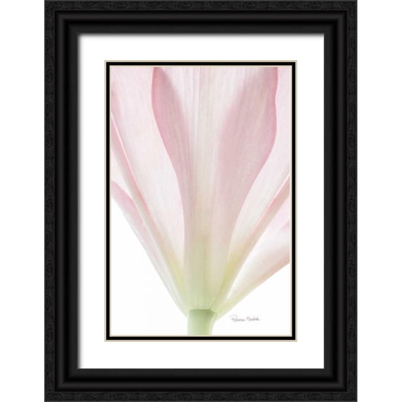 Murdock, Ramona 11x14 Black Ornate Wood Framed with Double Matting Museum Art Print Titled - Transparent Lily II