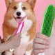 thumbnail image 4 of GOOHOCHY 2 peines de silicona huecos para mascotas, cepillo para quitar el pelo de perros (verde y rosa)., 4 of 8