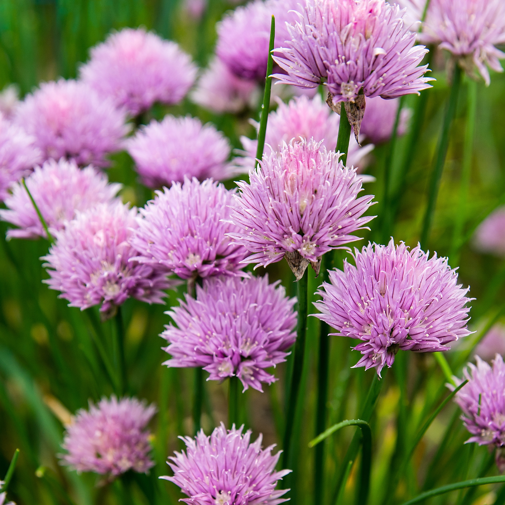 10 Chives Plants Live, Hardy Heirloom Leeks Chives Herb Well Rooted, 4-8” Tall for Gardening