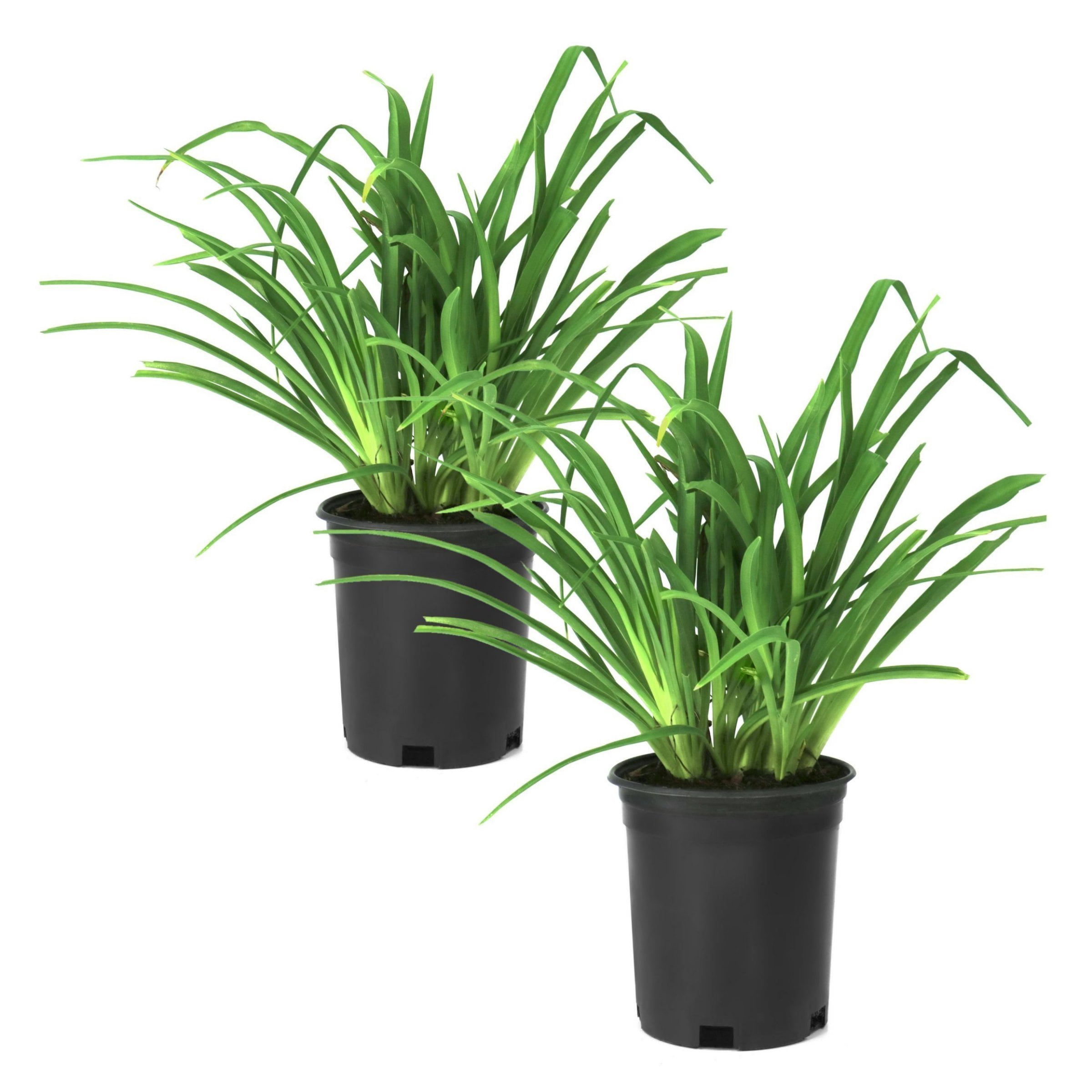 National Plant Network 1 gal. Daylily Rosy Returns Perennial Plant