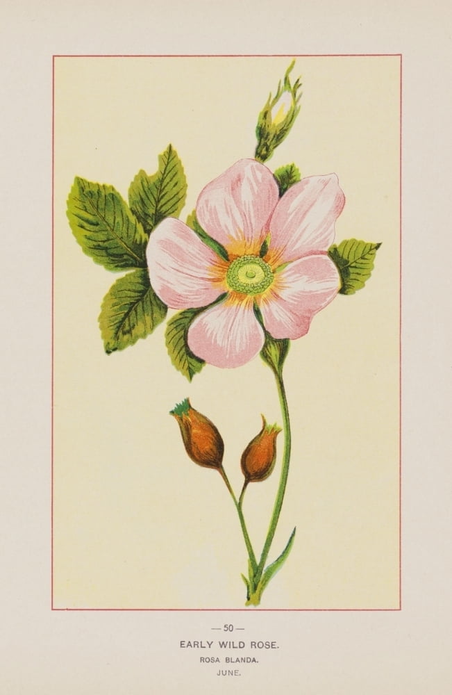 Wild Flowers of America 1894 Early Wild Rose Poster Print by Unknown