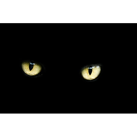LAMINATED POSTER Dark Bad Black Luck Eyes Halloween Animal Cat Poster Print 24 x 36