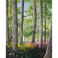 thumbnail image 3 of Redding, James 15x18 Black Modern Framed Museum Art Print Titled - Enchanted Forest, 3 of 5