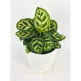 thumbnail image 5 of Calathea Peacock Makoyana - Live Air-Purifying Indoor Plant in Nursery Pot – Easy Care, Low Maintenance Houseplant for Home & Office Decor, Natural Air Cleaner, Best for Beginners (6"Pot), 5 of 9