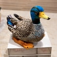 thumbnail image 7 of Simulated Wild Green Duck Stuffed Animal Doll - 11'' Soft Hug Duck Plush Toy Gift for Friends, 7 of 7