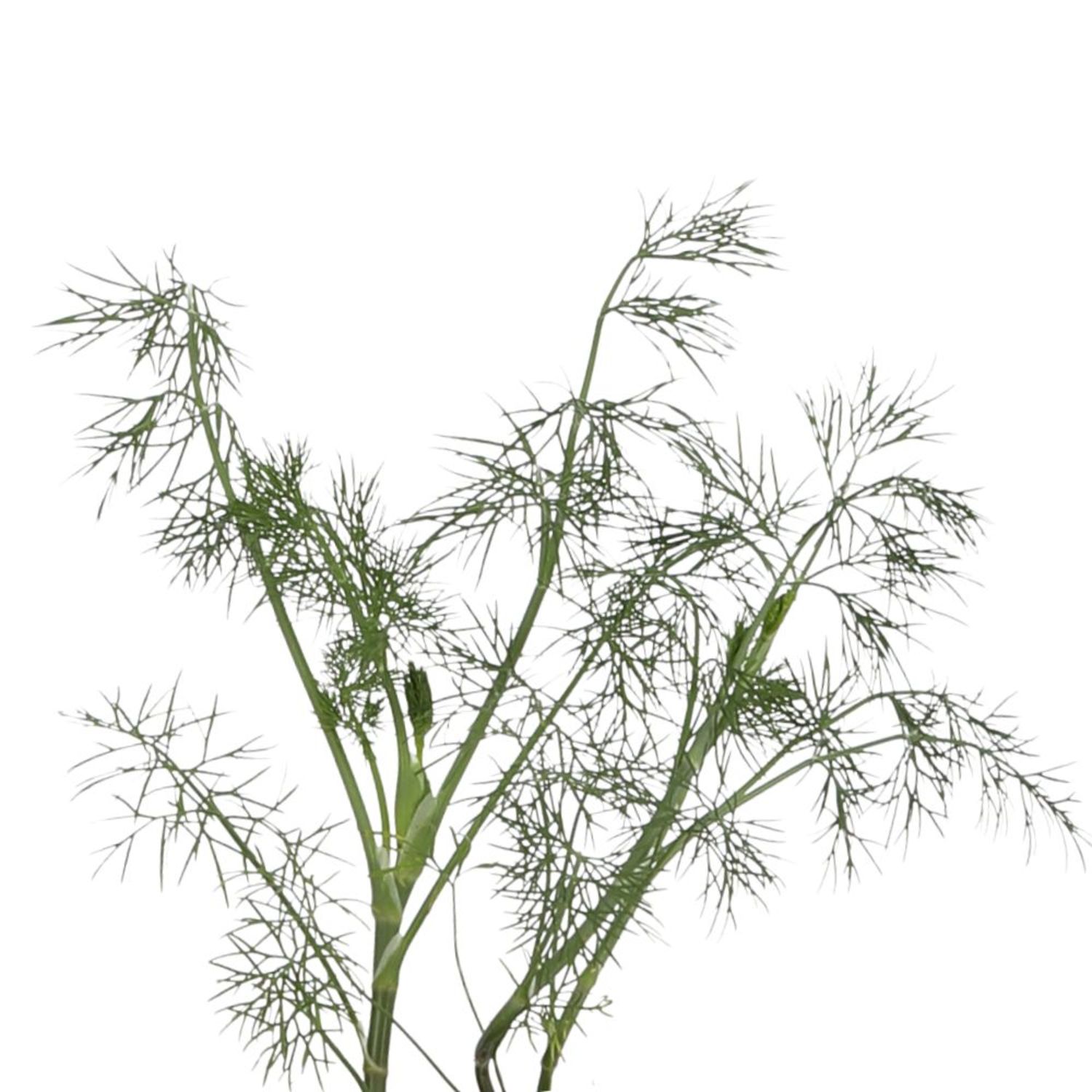Proven Winners 4" Hedger Dill Dill Live Herb Plant in 4.25" Pot (4 Count)