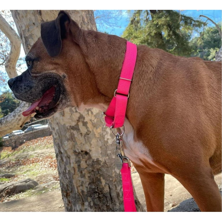 Hot dog on a cheap leash