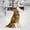 Yellow, variant on Dog Sledding Harness for Mushing Exercise Pet Weight Pulling Bikejoring Skijoring Canicross Scootering Large Running Companion Yellow 29-40 cm