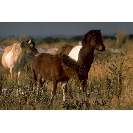 - LAMINATED POSTER Wild Ponies Grazing Ponies Prairie Poster Print 24 x 36