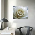 thumbnail image 3 of JRXY - Huge Roses in Pure White Wall Art Painting Pictures Print On Canvas Flower The Picture for Home Modern Decoration 16x12in, 3 of 4
