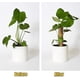 thumbnail image 3 of Polos de musgo de 17 pulgadas, 2 piezas de polos de coco, extensión de soporte de planta de palitos de musgo de coco con 2 etiquetas de planta para escalar plantas de interior, planta de Monstera Feliz Sencillez, 3 of 5