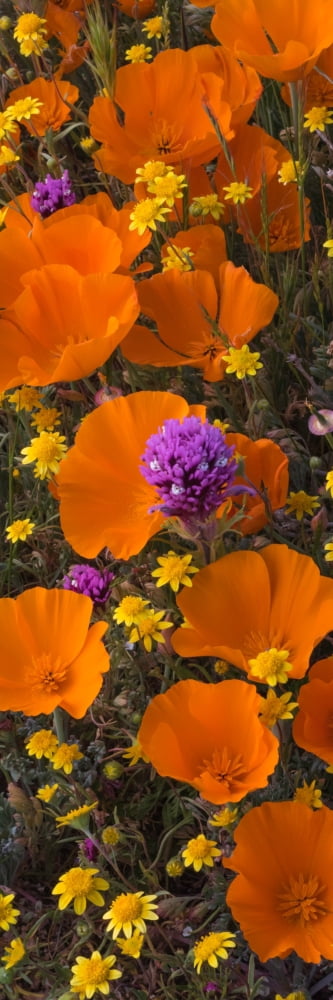 Close-up of California Poppy (Eschsholtzia californica) Goldfields (Lasthenia californica) and Owls Clover (Castilleja exserta) flowers Antelope Valley Los Angeles County California USA Canvas Art - P