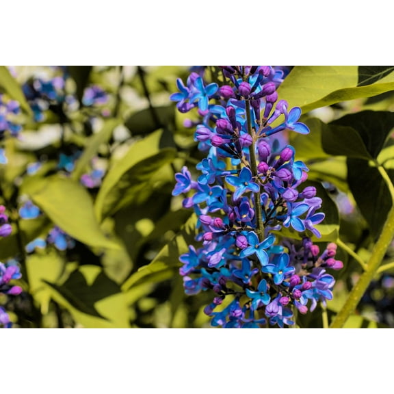 CZ Grain 40 Common Purple Lilac Bonsai Plant Seeds