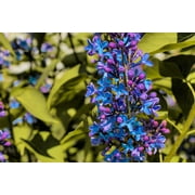 40 Purple Lilac Seeds for Planting - Stunning Purple Flowers, Great for Landscaping or Bonsai Specimen