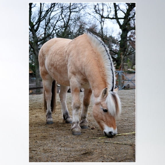 Norwegian Fjord Horse Poster Wall Art, Modern Wall Decor For Living Room Bedroom, 16x24 UNFRAMED