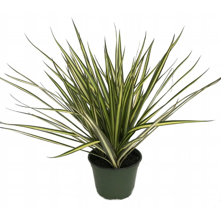 buy snake.plant SNAKE PLANT SANSEVIERIA 8in