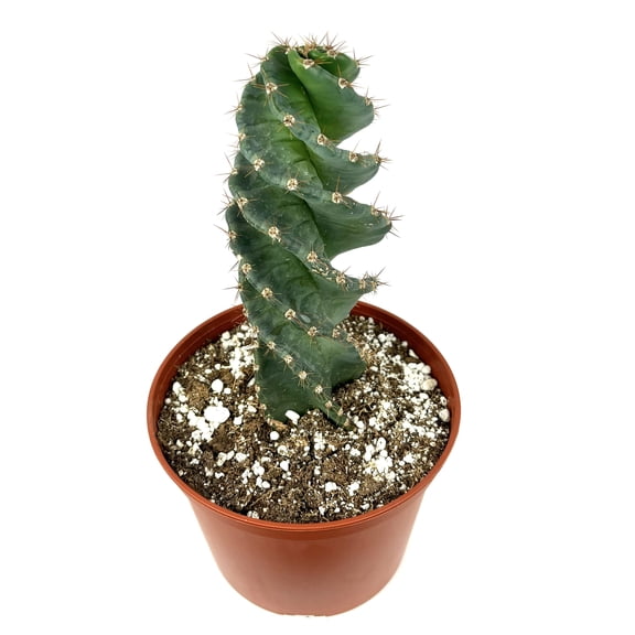 8-12"  Light Blue Spiral Cactus Cereus Forbesii Spiralis Live Plants in 6" Pot, Rare Cactus
