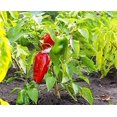 thumbnail image 4 of CHL-- Poivre Anastasia Rouge Grand Légume Héritage pour Plantation, 4 of 4