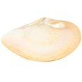 thumbnail image 4 of Here's a refined and compelling product description for your **Natural Shell Plate Multipurpose Food Serving Dish**:\n\n \n\n**Natural Shell Plate –, 4 of 5