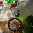 thumbnail image 3 of KAKOWELY Floating Pond Fish Dome Display Transparent Cover Floating Fish Dome Acrylic Fish Dome Floating Cover,7.48"X7.48"X2.95", 3 of 5