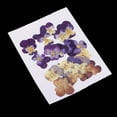 thumbnail image 4 of 20x Pressed Flowers Beautiful Violet Crafts, 4 of 9