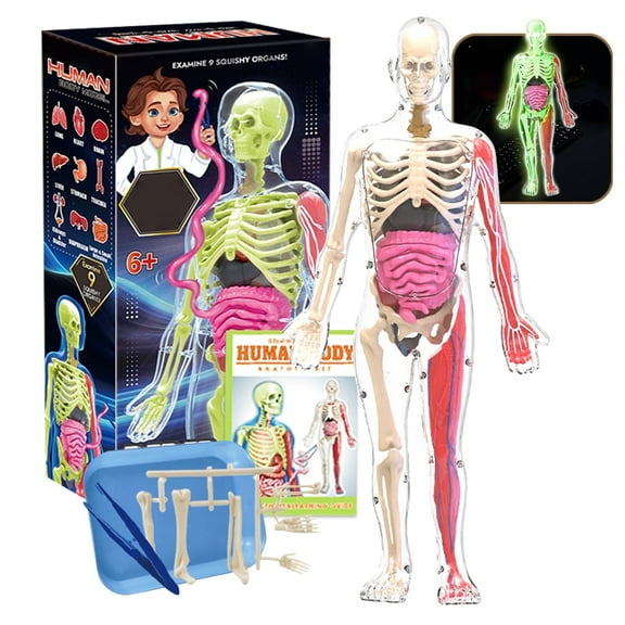 Human Body Model for Kids, 35 Piece Anatomy Figure, Learning Toys for 6 7 8 9 10 11 12 Year Olds Boys Girls