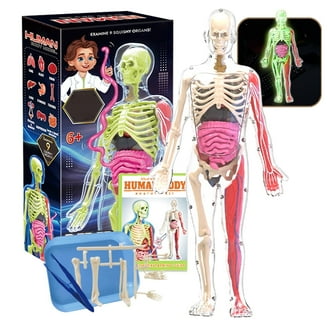 Human Body Muscle Model, Human Muscle Replica 1lb Fitness Encouragement Model Reminder For Fitness Demosrtation Model For Teaching Educational Toys