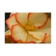 thumbnail image 2 of Gango Home Decor Camille's Begonias II by Rita Crane (Printed on Paper); One 36x24in Fine Art Paper Giclee Print, 2 of 4