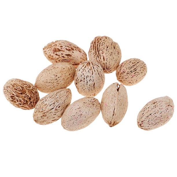12 Piezas Flores Naturales Prensada Secas Mango Decorar Ve Paquete Pantals De Lámpara Álbumes De Recortes Zulema Flores secas naturales
