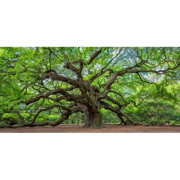 Live Oak Seeds for Planting - 5 Large, Fresh Seeds - Quercus virginiana