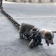 thumbnail image 2 of Simulation Iron Chain Pet Leash for Small to Medium Dogs Light in Weight False Iron Chain Dog Leash Short Video Props ancient silver, 2 of 4