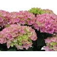 thumbnail image 2 of 10in Hydrangea Live Plant in Decorative Pot, Assorted Colours & Varieties, Outdoor Live Plants for Home Garden, 2 of 4