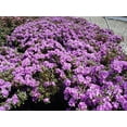 thumbnail image 5 of Purple Gem Rhododendron, 5 of 7