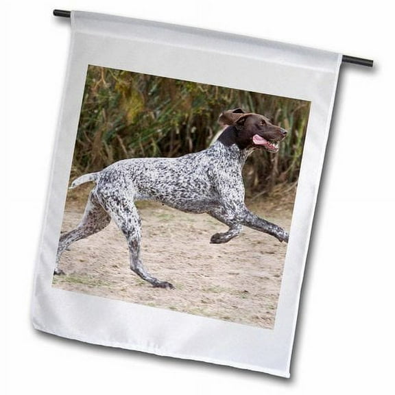 3dRose, A German Shorthaired Pointer dog jumping - NA02 ZMU0116 - Zandria Muench Beraldo, 12 x 18 inch Garden Flag