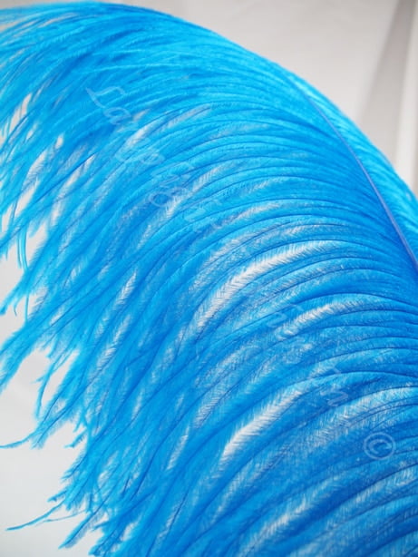 turquoise ostrich plumes