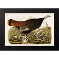 thumbnail image 2 of Audubon, John James 14x11 Black Modern Framed Museum Art Print Titled - Pl 6 Great American Hen and Young, 2 of 5