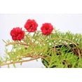 thumbnail image 3 of Seedville 100 Moss Rose Succulent Flower Seeds, 3 of 8